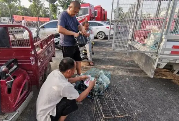 Rural Dog Market is cheap, Henan customers buy the whole car: buy dogs differently