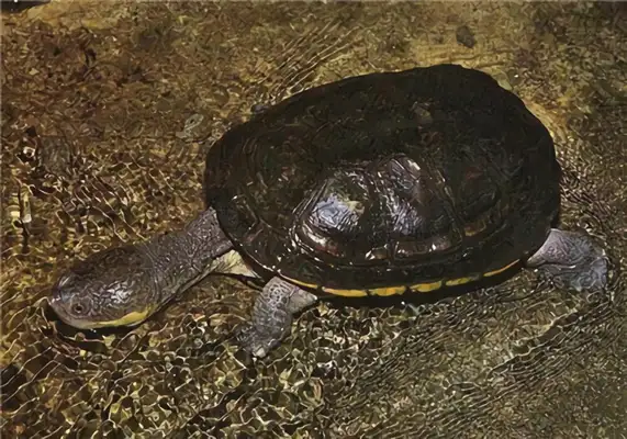 Information on the identity of the snake's neck