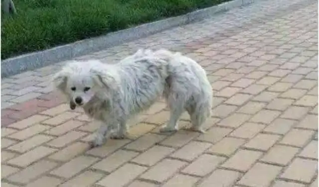 A good man saved a poor stray dog. I didn't think he'd give us a gift