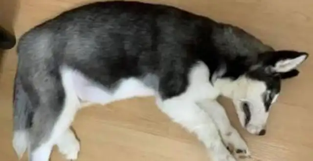 The master was too noisy to let him sleep in his mouth