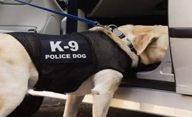 Why do you always say golden hair can't be a police dog? You're probably surprised to answer that