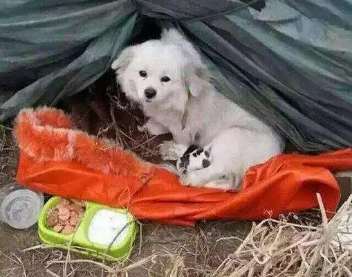 A good man saved a poor stray dog. I didn't think he'd give us a gift