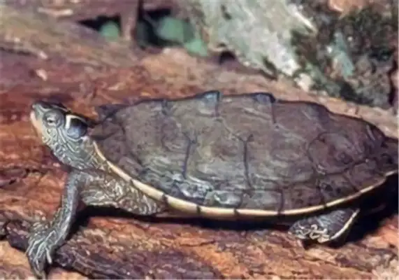 Northern mapping turtle identity information
