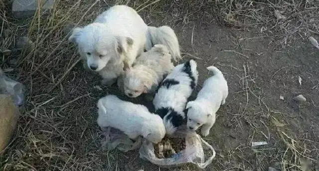 A good man saved a poor stray dog. I didn't think he'd give us a gift