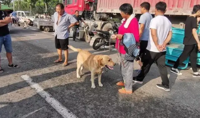 Rural Dog Market is cheap, Henan customers buy the whole car: buy dogs differently