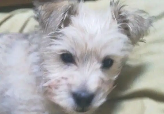 The stray dog has nowhere to stand in the rain for half a day, and it's cold and shaky