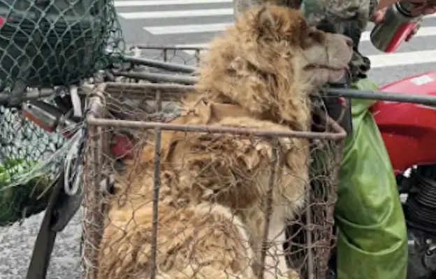 Boys chase dog dealers for two blocks, they're willing to be the worst