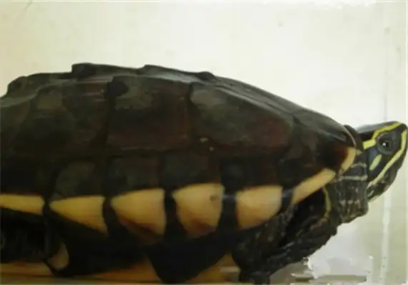 Northern mapping turtle identity information