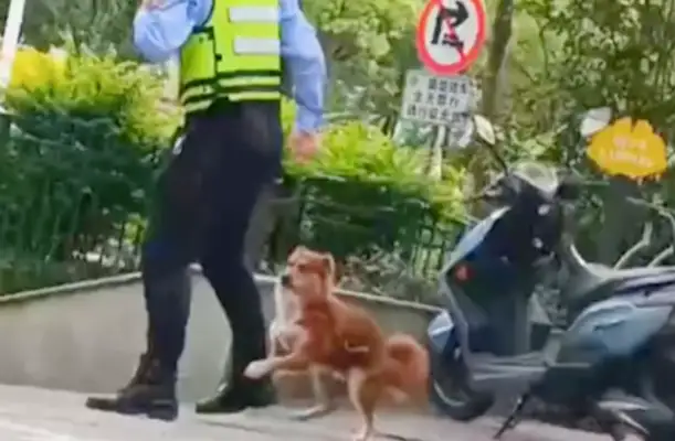 The traffic cop whistles to stop the electric car, and the stray dog holds his thigh and doesn't let go