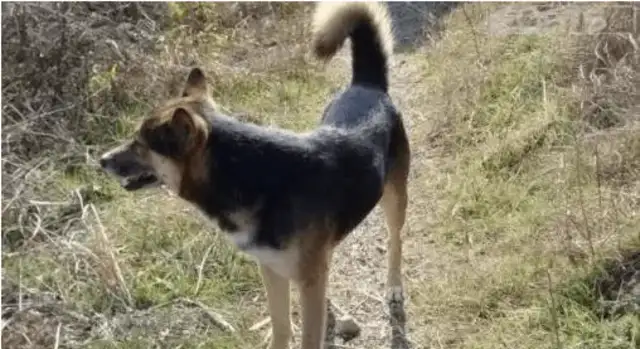 This dog hasn't been home all night. It was so funny when he found it