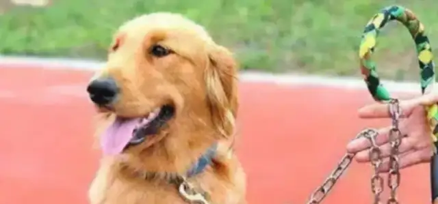 Old Zhejiang was bitten by his own dog. Villagers: dogs are tied to chicken rings for years, often hungry