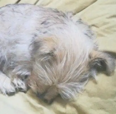 The stray dog has nowhere to stand in the rain for half a day, and it's cold and shaky