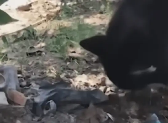 A tearing moment: a tragic death of a dog's baby and a painful burial of her mother