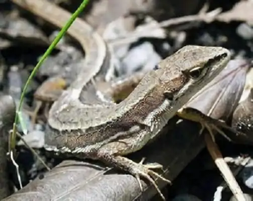 White note iguana identity information