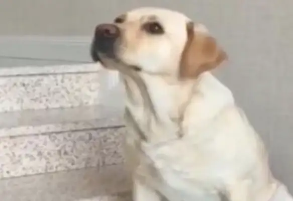 The dog was sitting on the ground, and the master thought it was weird