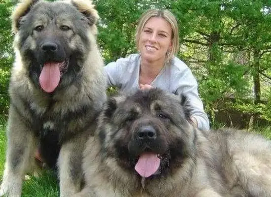 The world's most violent dog. He's more than 300 pounds