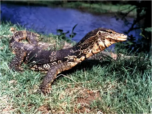 White note iguana identity information