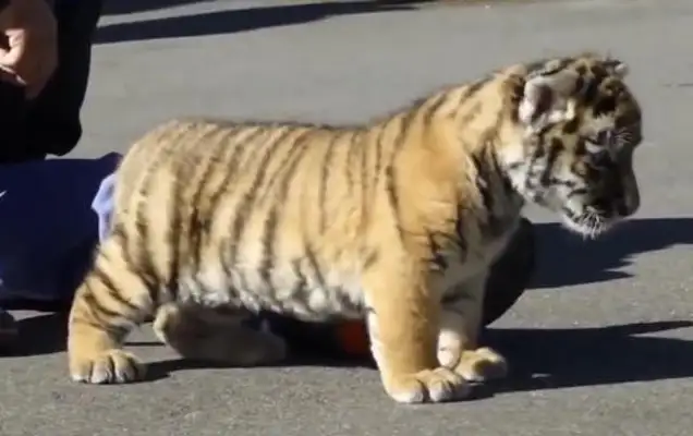 The dog took a tiger home from the mountain and raised it two years later to make a sudden change
