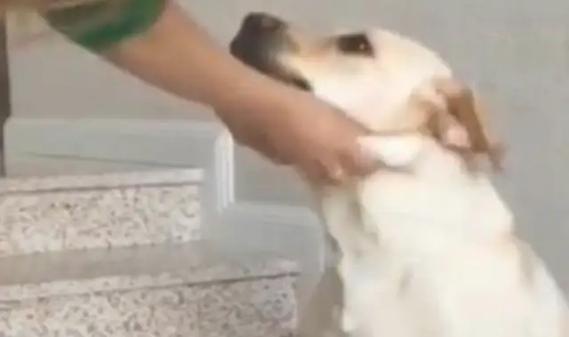 The dog was sitting on the ground, and the master thought it was weird