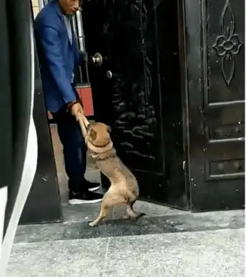 This dog hasn't been home all night. It was so funny when he found it