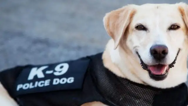 Why do you always say golden hair can't be a police dog? You're probably surprised to answer that