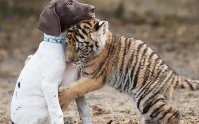 The dog took a tiger home from the mountain and raised it two years later to make a sudden change