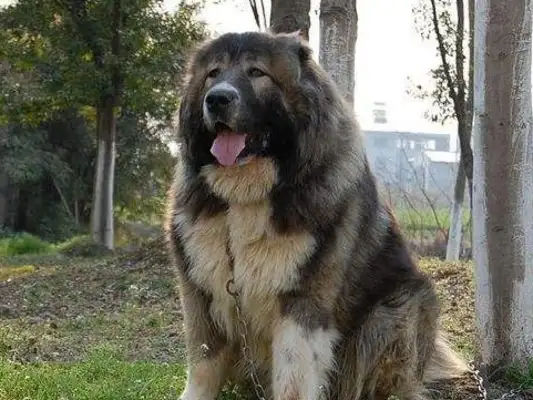 The world's most violent dog. He's more than 300 pounds