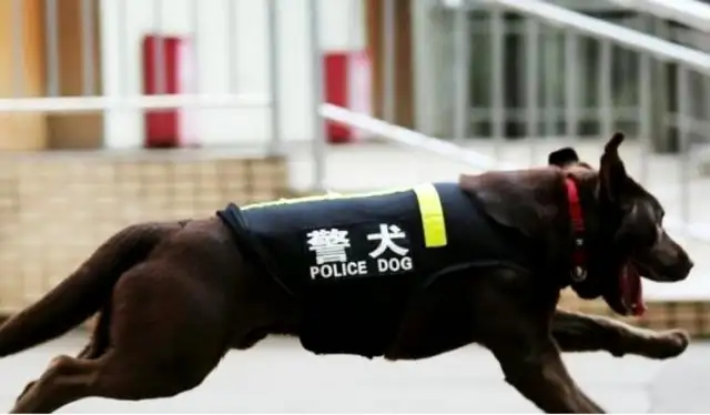 The most sensitive dog of smell. The highest record of smell tracking is 220 km