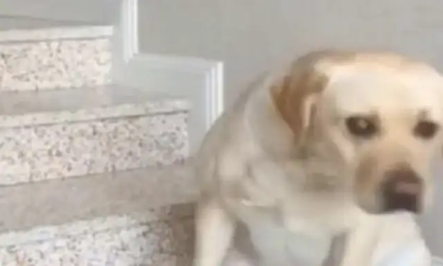 The dog was sitting on the ground, and the master thought it was weird