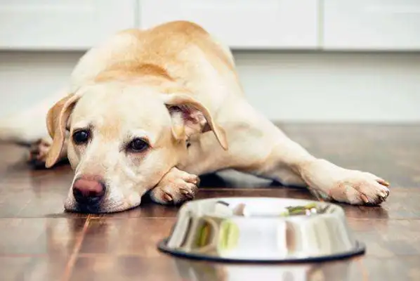 It's not good for a dog to be able to stagger, but how can he feel uncomfortable