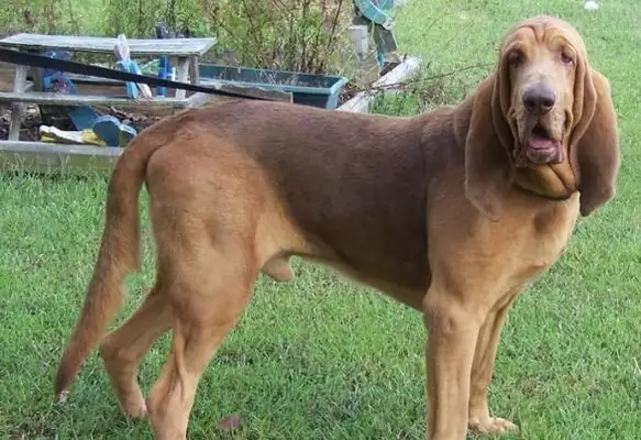 The most sensitive dog of smell. The highest record of smell tracking is 220 km