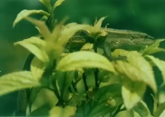 White note iguana identity information