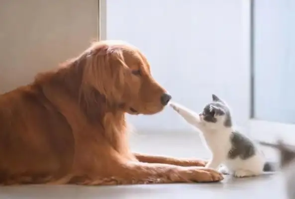 The re-emergence of the pet blind box, the death of many cats and dogs, is life a business game