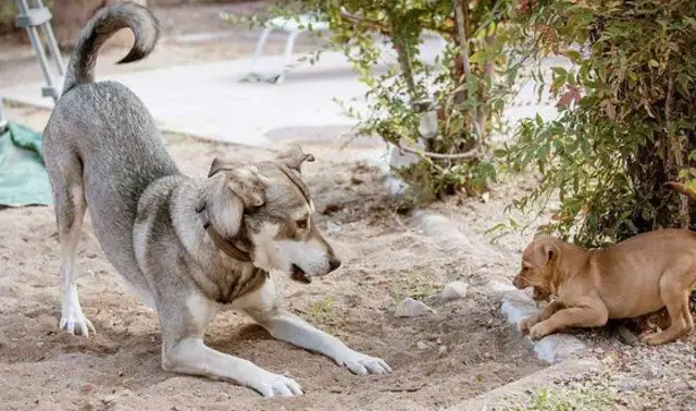 The dog took a tiger home from the mountain and raised it two years later to make a sudden change