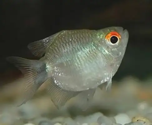 Silver screen lightfish identity information