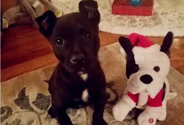 The poor dog was left in the box at the school door, and there were notes explaining the reason