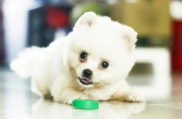It's not good for a dog to be able to stagger, but how can he feel uncomfortable