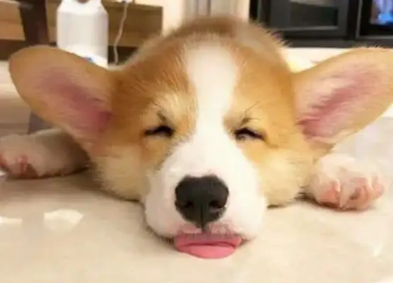 It's hard for a dog to take care of a cat every day, except the baby