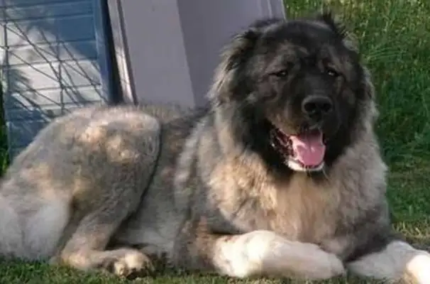 The world's most violent dog. He's more than 300 pounds