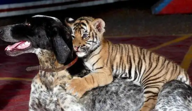The dog took a tiger home from the mountain and raised it two years later to make a sudden change