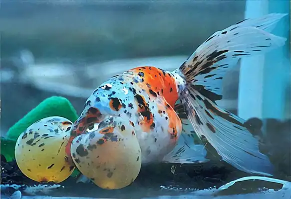 Flower bubble identity information