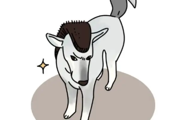 Isn't it necessary to take a dog to a pet shop? On the contrary, it tends to prevent disease
