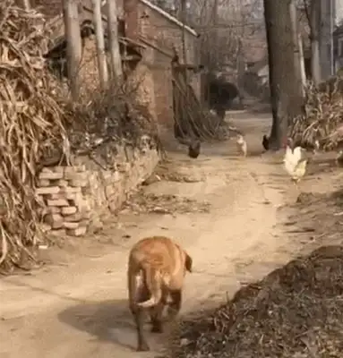Go home and turn on the chicken-flying pattern, dog: I forget I'm a hound if I don't catch a chicken