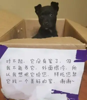 The poor dog was left in the box at the school door, and there were notes explaining the reason