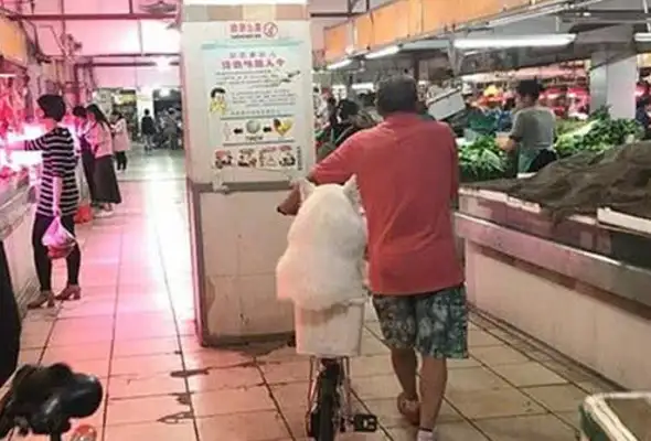 Grandpa raised a fat dog. Samoyers sit in the back seat of a bicycle and they can't fit their butts