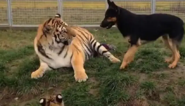 The dog took a tiger home from the mountain and raised it two years later to make a sudden change