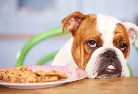 The dog at home didn't eat dog food, so the master came up with a solution..