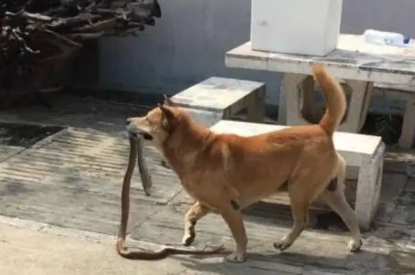 The dog has been barking in the backyard, and the master squeezed the cold sweat as he approached to see what was in his mouth