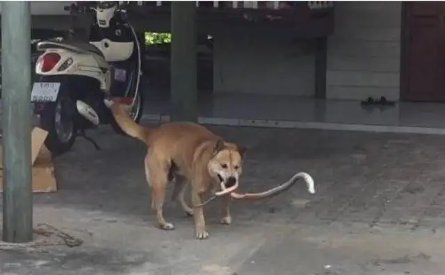 The dog has been barking in the backyard, and the master squeezed the cold sweat as he approached to see what was in his mouth