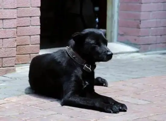 Squawk's got no key in the door, and the black dog shakes his tail and says, "Look at my neck."